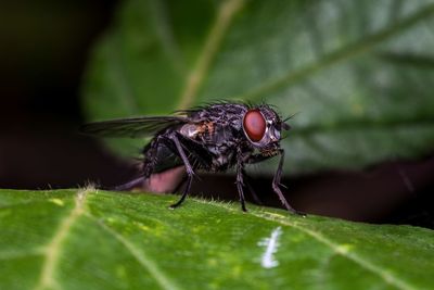 Close-up of fly on leaf