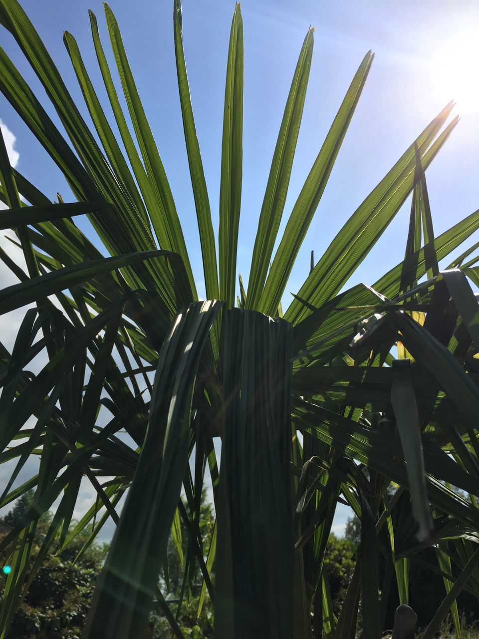 growth, low angle view, sky, plant, nature, sunlight, palm tree, leaf, green color, growing, tranquility, beauty in nature, day, field, close-up, outdoors, no people, palm leaf, sun, tree