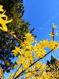 Low angle view of yellow flowering plants against blue sky