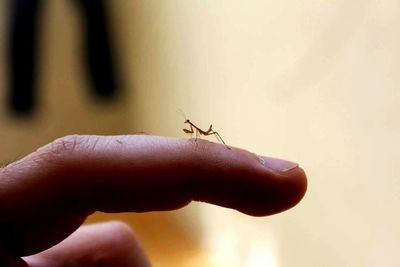 Close-up of insect on hand