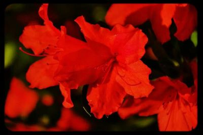 Close-up of red flowers