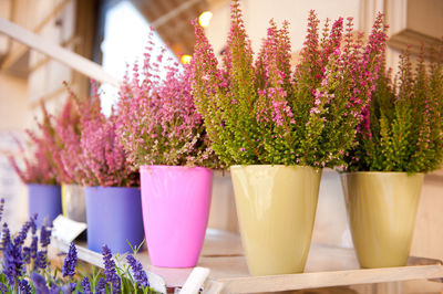 Close-up of potted plant