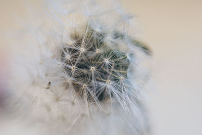 Close-up of dandelion against white wall