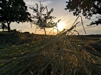 Close-up of grass on field against sunset sky