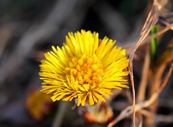 Close-up of yellow flowering plant