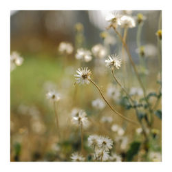 Close-up of dandelion flower