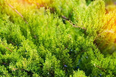 Green young juniper branches close up. background with juniper branches. juniper berries.