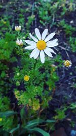 Close-up of white cosmos flowers blooming outdoors