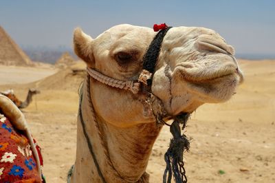 View of a desert