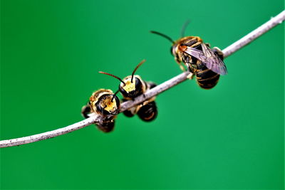 A group of bees resting on a dry twig