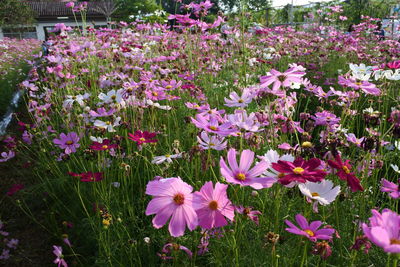 High angle view of pink flowering plants on field