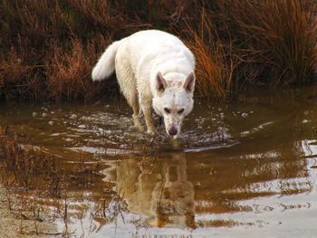White shepherd walking in puddle
