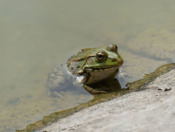 Close-up of frog on rock