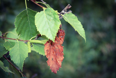 Close-up of red leaves on plant