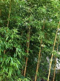 View of bamboo trees in forest