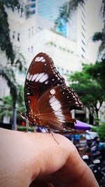 Close-up of butterfly perching on hand