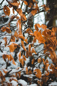 Close-up of tree during winter