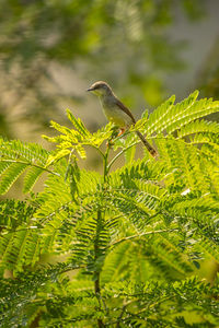 Bird perching on a plant