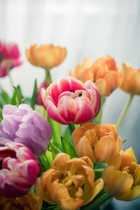 Close-up of multi colored flowers