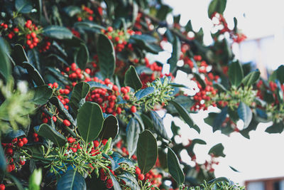 Close-up of red berries on plant