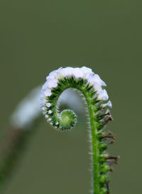 Close-up of white flowering plant