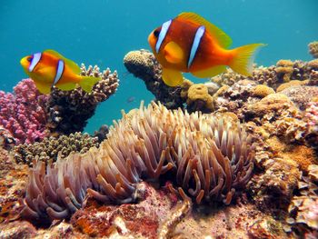 Close-up of clown fish swimming in sea with beautiful coral reefs