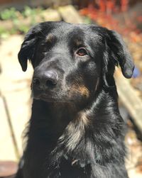 Close-up of dog looking away