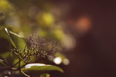 Close-up of dry leaves on plant