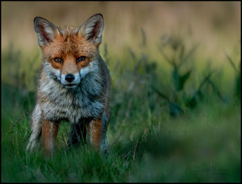 Portrait of an animal on field