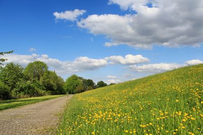 Scenic view of grassy field against sky