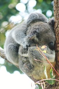 Close-up of an animal