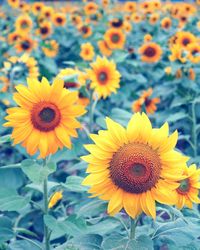 Close-up of yellow flowers blooming outdoors