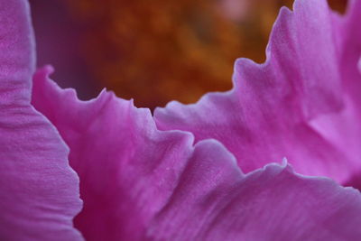 Close-up of pink flower