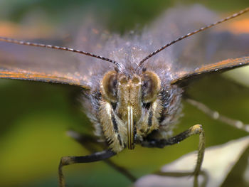 Close-up of spider