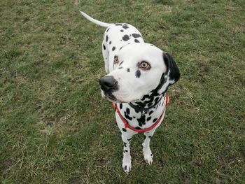 High angle portrait of dog on field