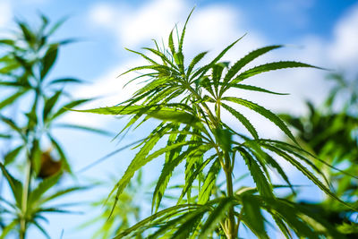 Close-up of fresh green plant against sky