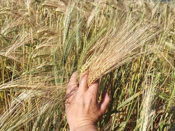 Spikelets of yellow green barley in the hands in the summer in the field