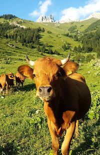 Cow in a field