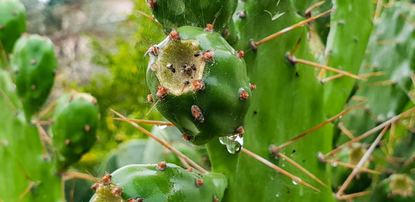 Close-up of cactus growing on plant