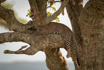 Male leopard lies in tree yawning widely