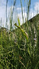 Close-up of fresh plant in field against sky