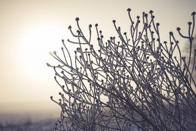 Close-up of silhouette tree against sky during sunset