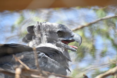Low angle view of bird on tree