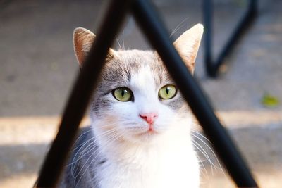 Portrait of cat by camera