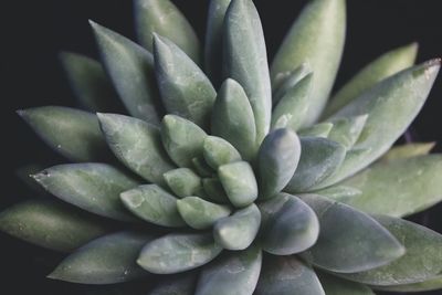 Close-up of succulent plant