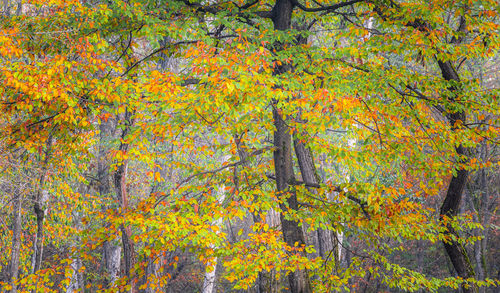 Low angle view of trees