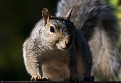 Close-up of a squirrel