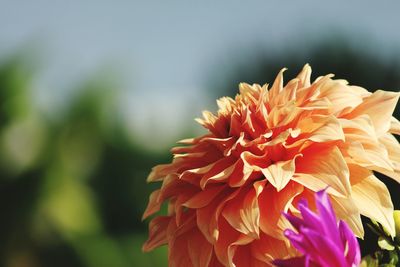 Close-up of red flower