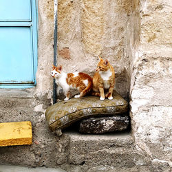 Cat sitting on wall