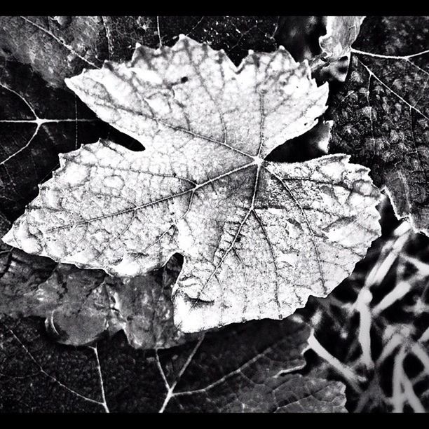 leaf, leaf vein, autumn, dry, leaves, change, close-up, natural pattern, season, fallen, nature, auto post production filter, maple leaf, high angle view, outdoors, day, transfer print, no people, pattern, aging process